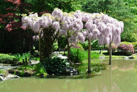 Japanese Garden