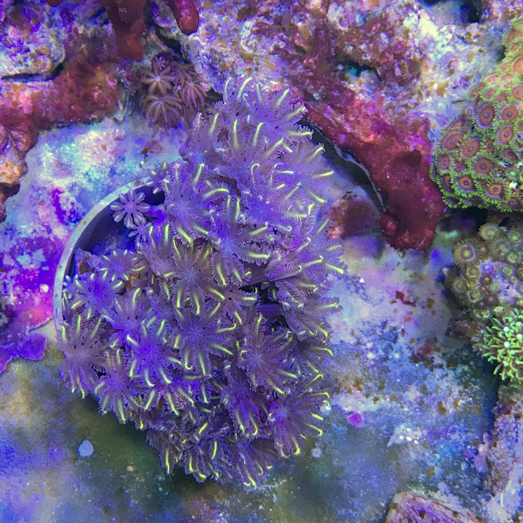 2018/4/25 サンゴおすすめ情報 | イーストアフリカ 海水魚/無脊椎 入荷