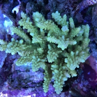 【オーストラリア産】ミドリイシ“エチナタ”【フルブルー】 海外へ流れた美しいバリ・ブリードを紹介 : べっぴん珊瑚