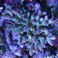 【オーストラリア産】ミドリイシ“エチナタ”【フルブルー】 海外へ流れた美しいバリ・ブリードを紹介 : べっぴん珊瑚