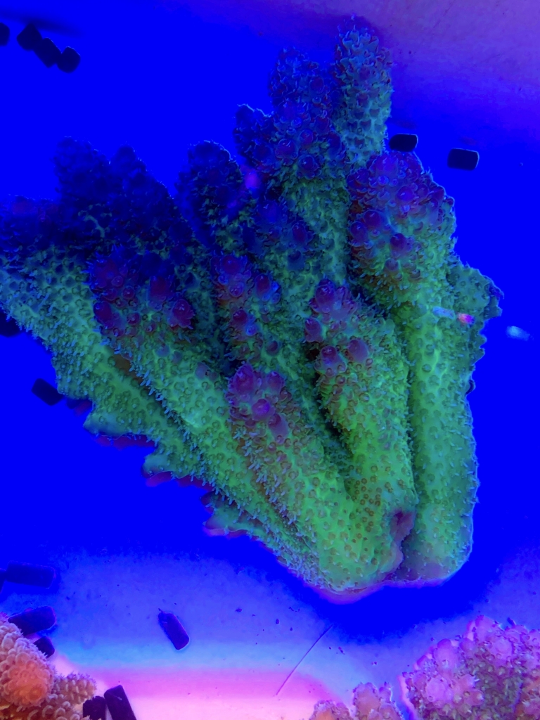 海水魚 サンゴイソギンチャク Lサイズ 1匹 無脊椎動物 超特価 海水魚 サンゴイソギンチャク Lサイズ 1匹 無脊椎動物 超特価