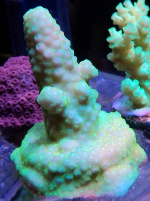 貝殻　サンゴ ウスコモンサンゴ(コンボ)を購入、しかし・・・ - 淡水海水30cm生活