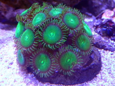 貝。サンゴ ヨコミゾスリバチサンゴ【01122】 | 海水魚図鑑（過去入荷）,サンゴ