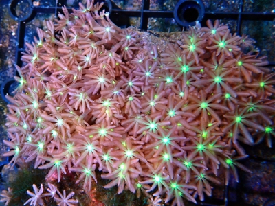 サンゴおすすめ情報 | イーストアフリカ 海水魚/無脊椎 入荷・特売情報