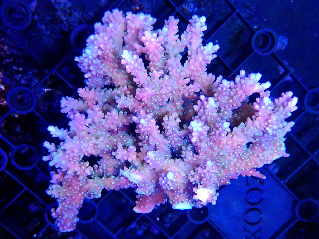 海水魚・サンゴ入荷情報 | イーストアフリカ 海水魚/無脊椎 入荷・特売情報