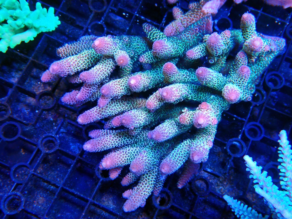 2023/6/4 サンゴ入荷情報 | イーストアフリカ 海水魚/無脊椎