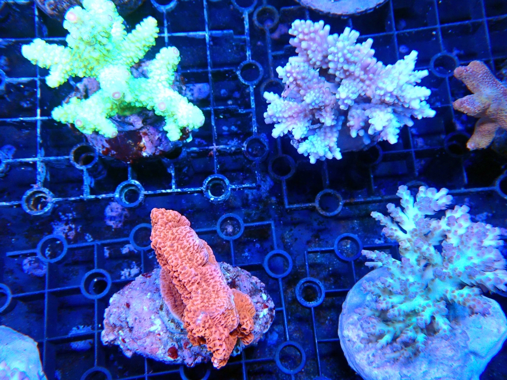 2023/6/4 サンゴ入荷情報 | イーストアフリカ 海水魚/無脊椎