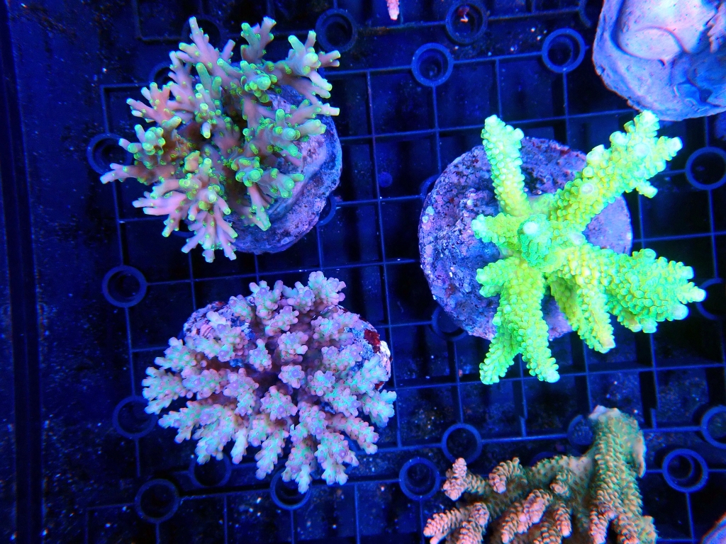 2023/6/4 サンゴ入荷情報 | イーストアフリカ 海水魚/無脊椎 入荷