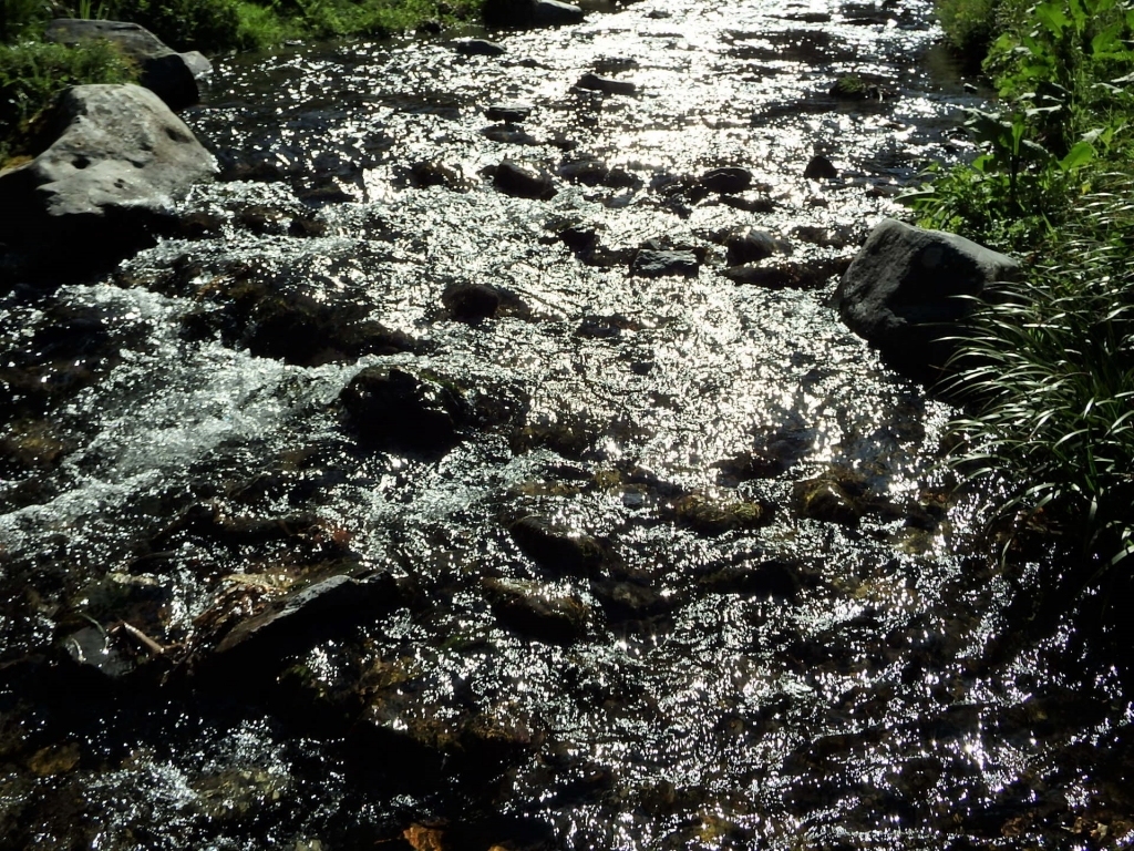 高尾山渓流