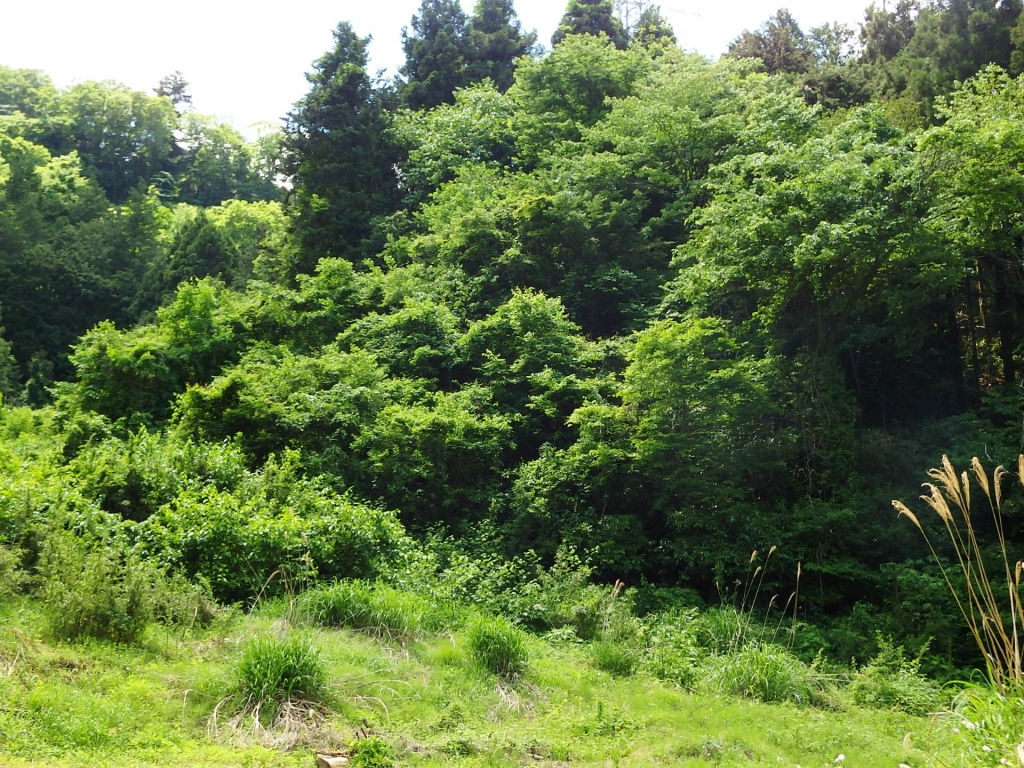山の家
