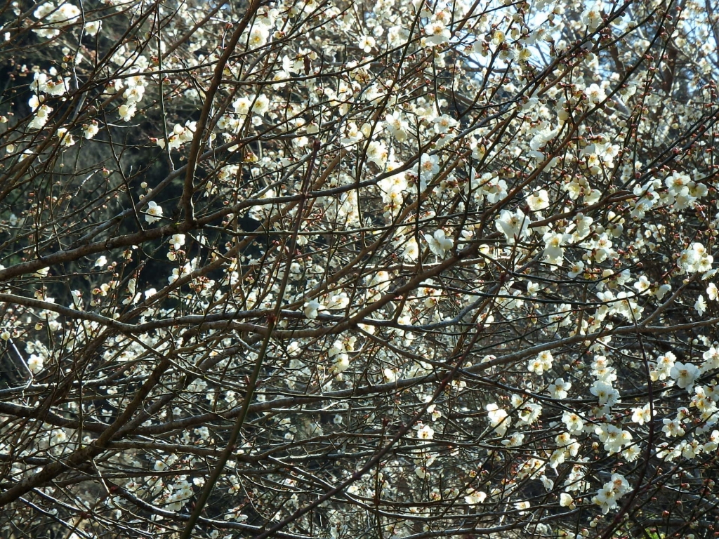 梅の花