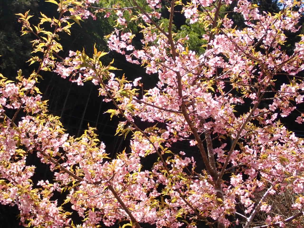 河津桜