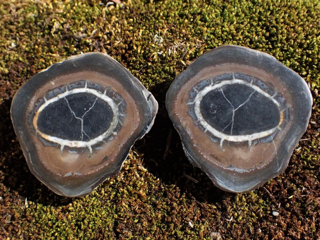 セプタリアン（亀甲石）、ノジュールとコンクリーションの違いって