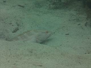 クエ