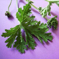 blog-geranium.jpg