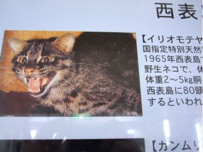 ¥¤¥ê¥ª¥â¥Æ¥ä¥Þ¥Í¥³