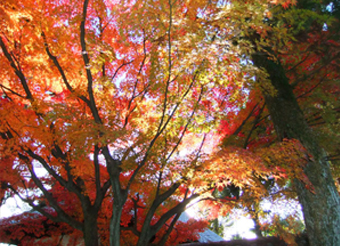 daitokuji
