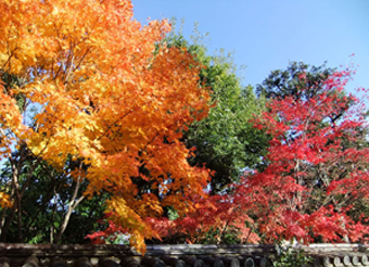 daitokuji2
