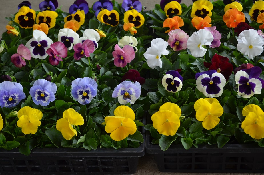 パンジー ビオラ販売開始 14 Sales Star Of Viola 花 種 野菜 井上植物園