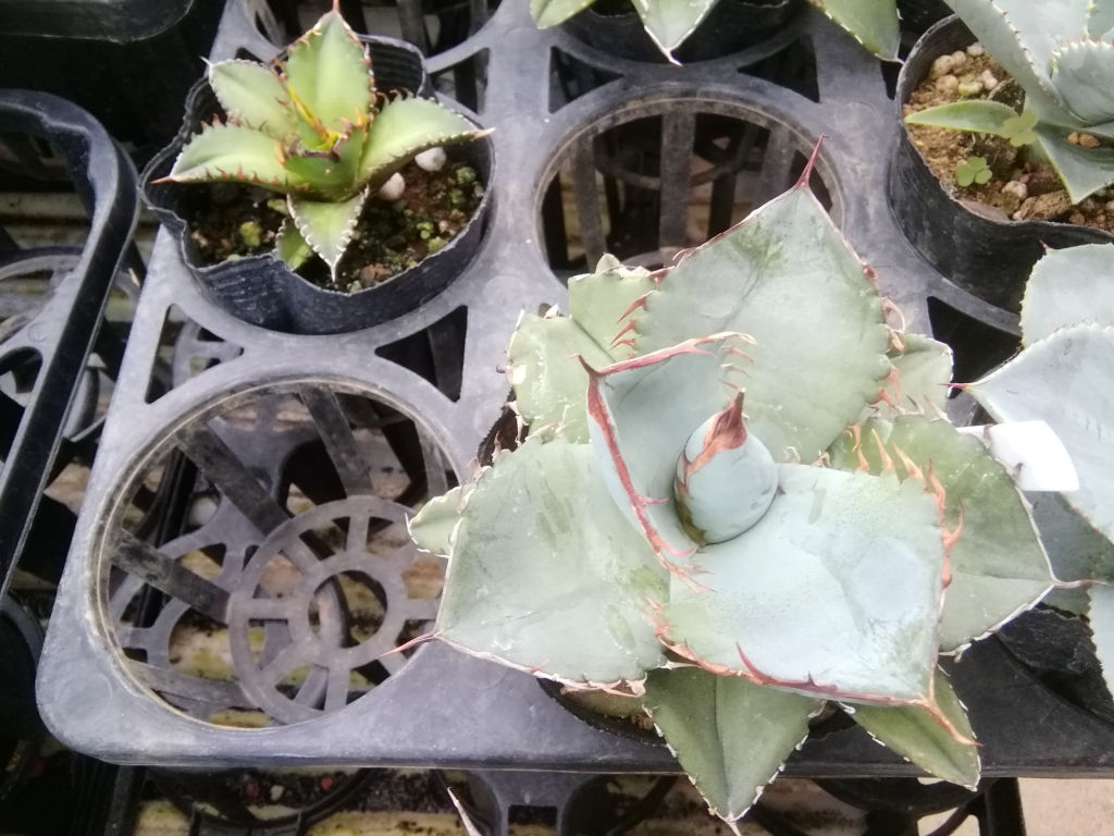 アガベ Agave 花 種 野菜 井上植物園