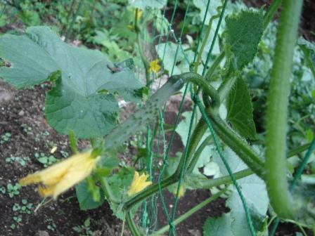 20100625 À®Ä¹Ãæ¤Î¥¥å¥¦¥ê...½é¼ý³Ï¤Ê¤ë¤«¡ª¡©.JPG