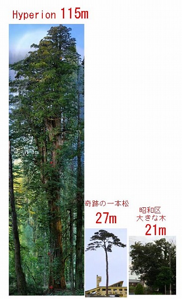 木の大きさ 高さ 比較 ２ 世界一高い木 桜山建築設計news