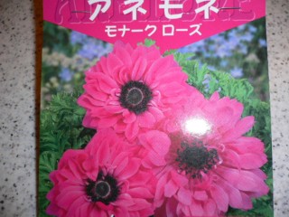 アネモネ