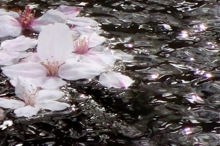 DSC03634 - ¥³¥Ô¡¼.JPG