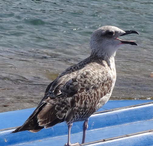 DSC05960.JPG