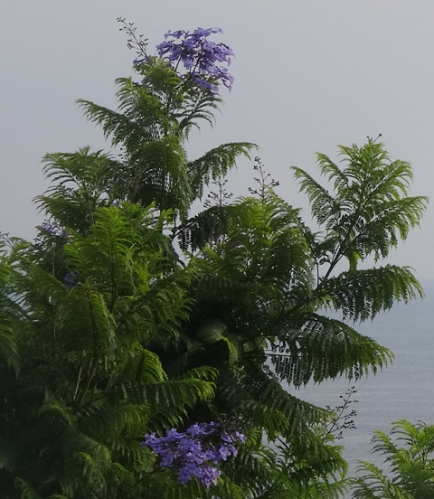 DSC06165 - ¥³¥Ô¡¼.JPG