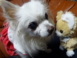 DSC06711 - ¥³¥Ô¡¼.JPG