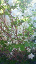 201105201017000.jpg