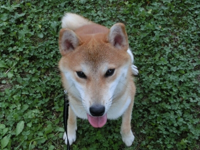 ありがとうございました