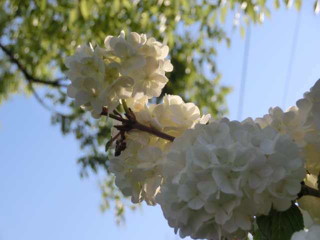 近所の花