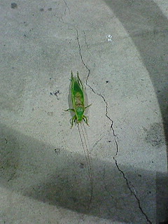 201009090103000.jpg
