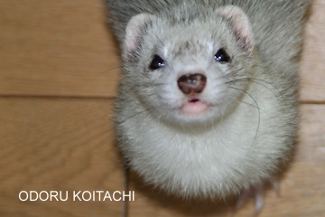 おどるこいたち シルバーミット