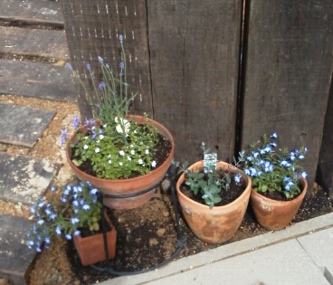 PhotoHenshu_20120511191306.jpg