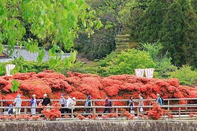 つつじ