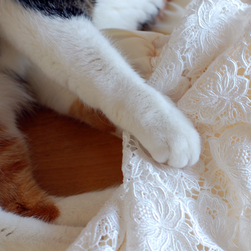 掴む猫
