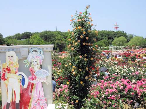 ベルバラ