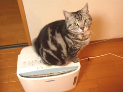 やっぱり・・・。