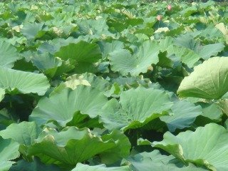 不忍池2007