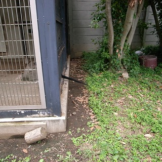 クモザル1