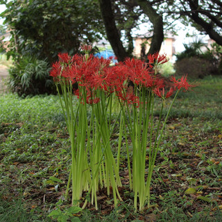 彼岸花