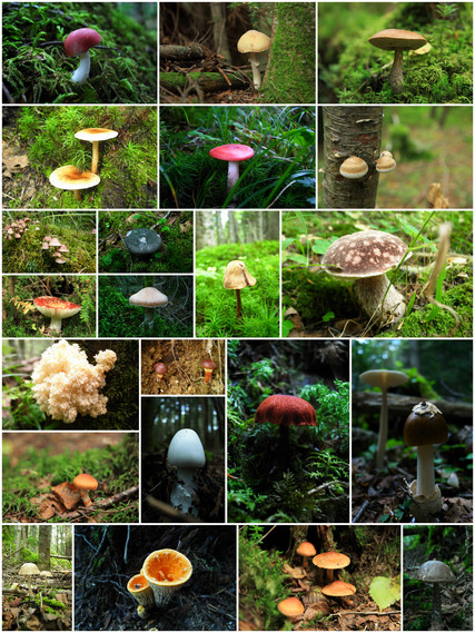 20120915キノコまとめ