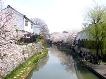 八幡堀の桜1