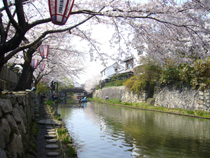 八幡堀の桜2