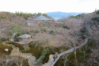 青不動 青蓮院門跡 近江社中 将軍塚