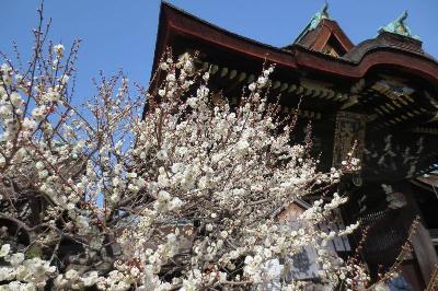 梅花祭 舞妓 近江社中