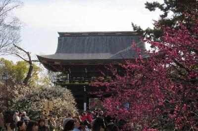 梅花祭 舞妓 近江社中